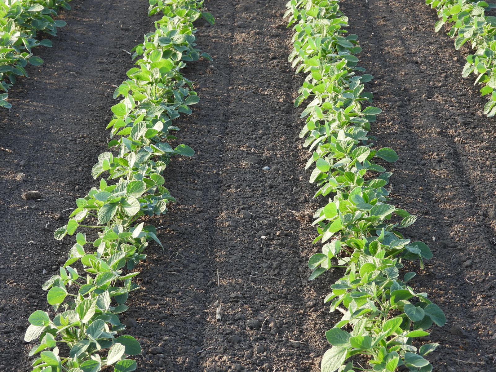 Rows of soybeans in a field by Jana Milin via iStock
